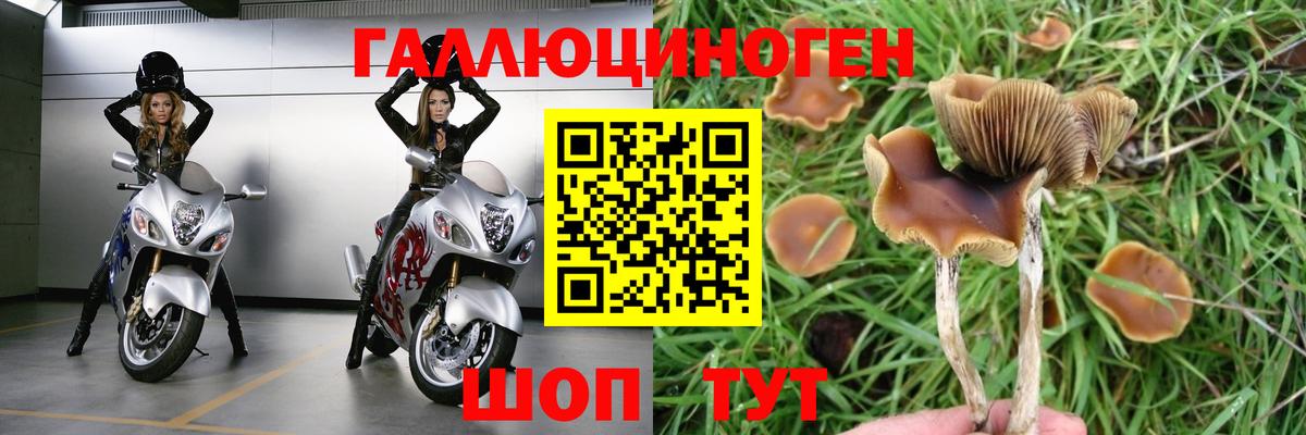 Псилоцибиновые грибы прущие грибы Гурьевск